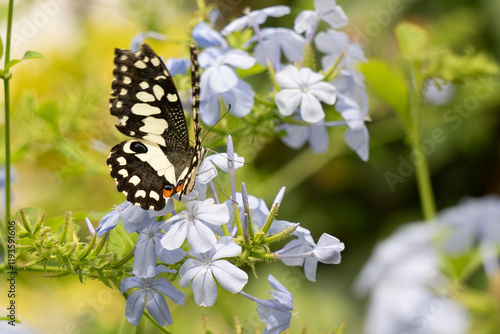 A Beautiful Butterfly Resting Gracefully on Delicate Blue Flowers in a Lush Garden