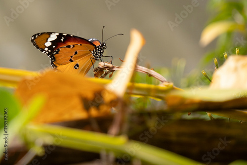 A Beautiful and Colorful Butterfly Resting Gracefully on Leaves Surrounded by Nature