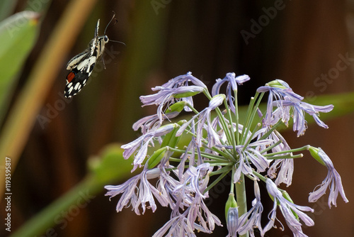 A delicate butterfly gracefully approaches a blooming lavender flower in the garden