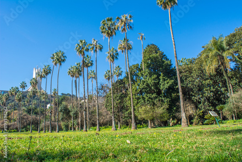 Algiers - Algeria, February 22, 2016: Botanical garden El-Hamma, jardin d'essai, One of the largest and most beautiful gardens in the world, Fountain and palm trees in Botanical garden El-Hamma. photo