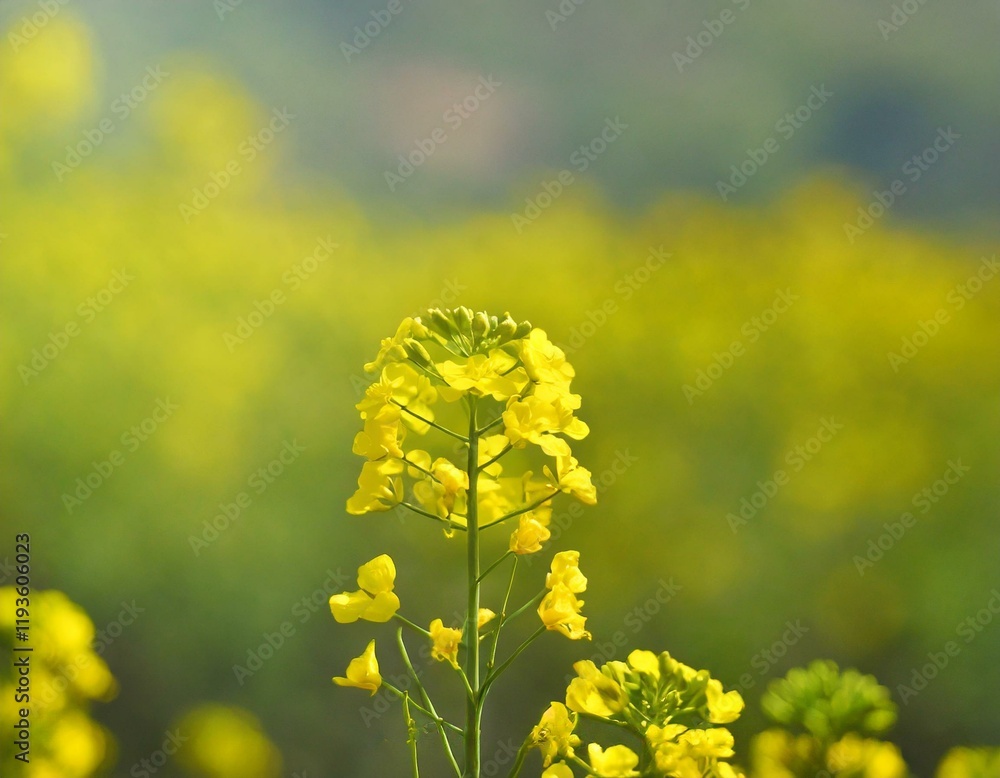 Obraz premium yellow mustard flowers, field of mustard flowers, mustard, blossoms of oilseed, green yellow plants, yellow blossoms, blurred background