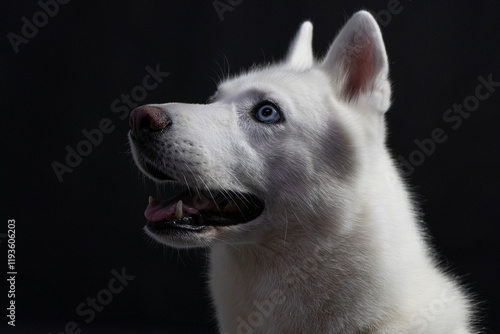 Dog white husky