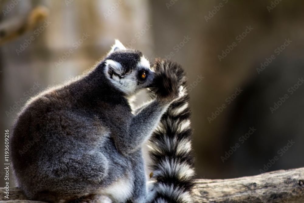 Fototapeta premium A Playful Lemur Engaged in Grooming Its Soft and Fluffy Tail While in the Wild Outdoors