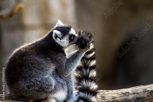 A Playful Lemur Engaged in Grooming Its Soft and Fluffy Tail While in the Wild Outdoors