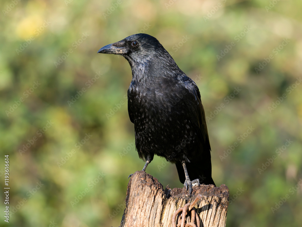 Fototapeta premium Carrion crow, Corvus corone