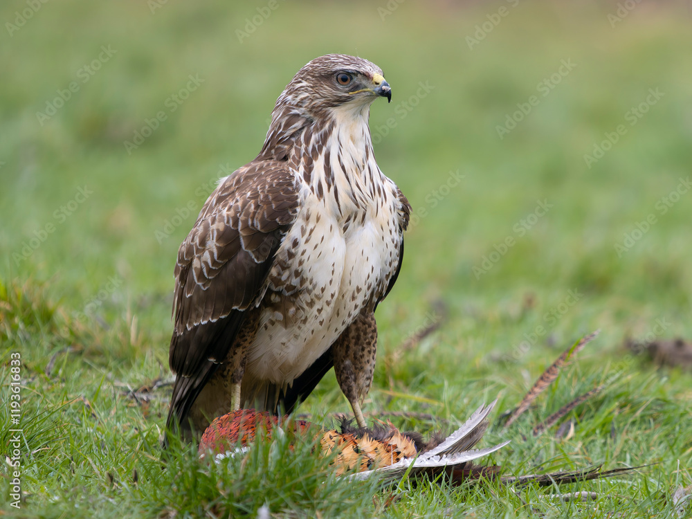 Fototapeta premium Common buzzard, Buteo buteo