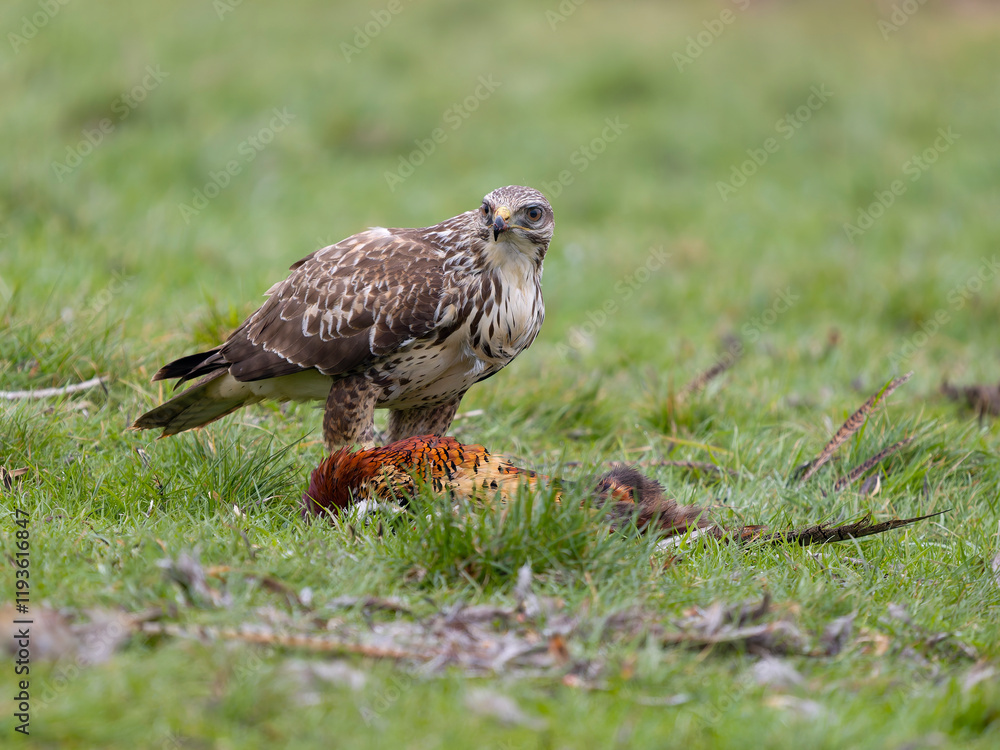 Common buzzard, Buteo buteo Common buzzard, Buteo buteo