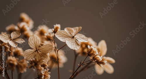Dried Hydrangea Flowers with Brown Background Still Life