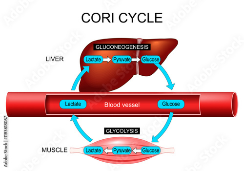 Cori cycle. glycolysis and gluconeogenesis.