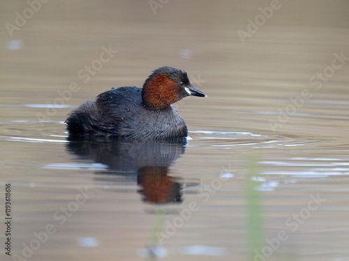 Little grebe or dabchick, Tachybaptus ruficollis photo