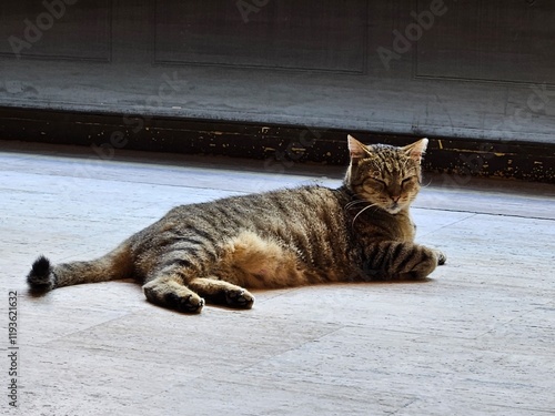 Stray cats in Turkey. They are so cute and cuddly.
