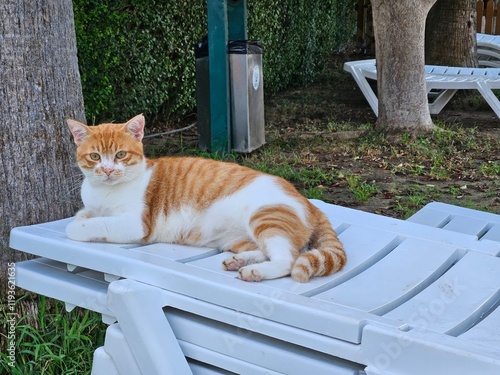 Stray cats in Turkey. They are so cute and cuddly.