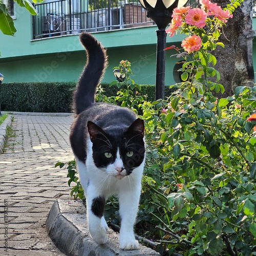 Stray cats in Turkey. They are so cute and cuddly.