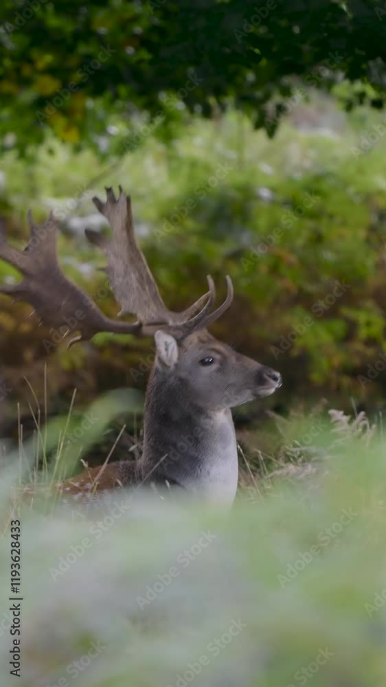 Vertical Video of Fallow Deer Buck Sitting Down Vertical Video of Fallow Deer Buck Sitting Down