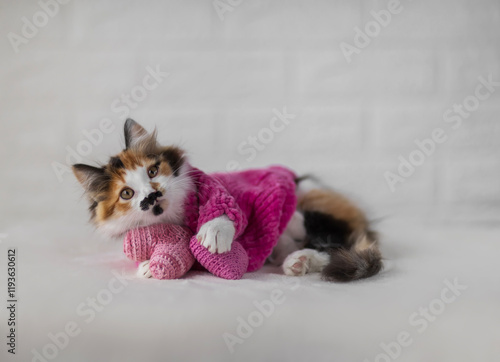cute little kitten in warm sweater lying with hearts in paws on valentine's day