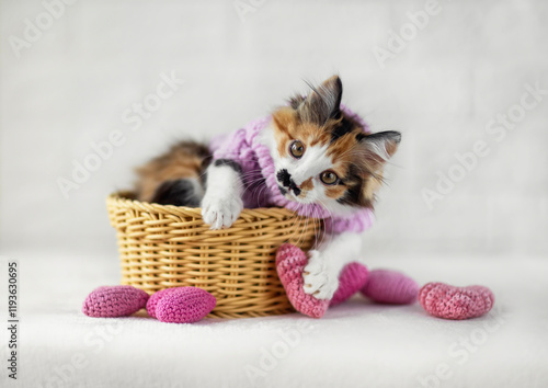 cute little kitten in warm sweater lying in basket with hearts on valentine's...
