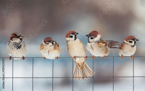 group of sparrow birds sitting on chain link fence in winter garden and sorti...