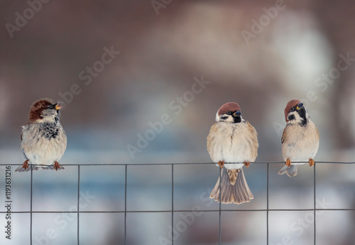 three birds sparrows sitting on chain link fence in winter garden