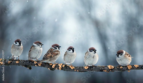 group of funny birds sparrows sitting on a branch in a winter park under fall...