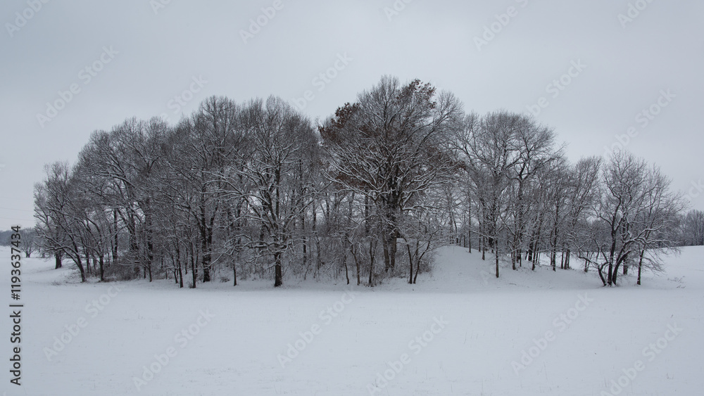 custom made wallpaper toronto digitalSnowy cluster of trees in a field