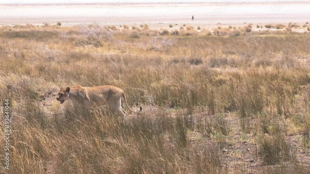 African lion walking through the grass in a dried safari field in Etosha, Namibia African lion walking through the grass in a dried safari field in Etosha, Namibia