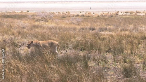 African lion walking through the grass in a dried safari field in Etosha, Namibia