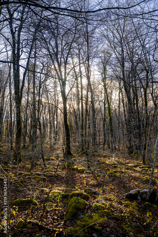 Beautiful Gorbea mountain forest and river during the fall and winter Beautiful Gorbea mountain forest and river during the fall and winter
