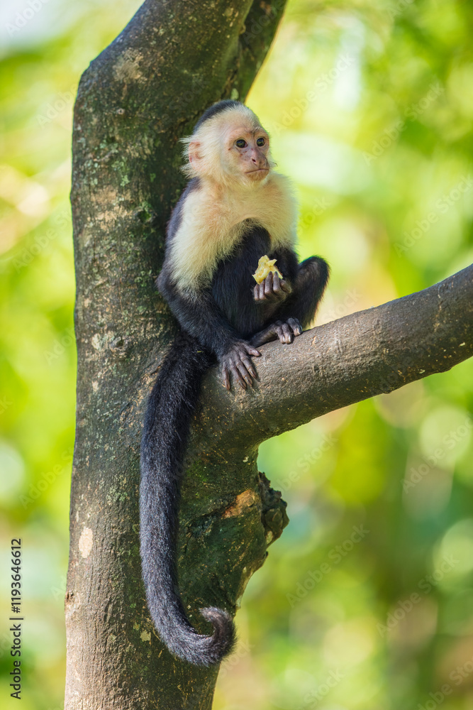 Naklejka premium White-headed capuchin (Cebus capucinus), also known as the white-faced capuchin or white-throated capuchin. Taken in Costa Rica. Close up. Portrait.