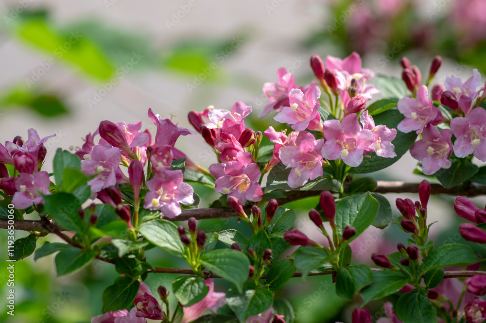 Weigela coraeensis pink white flowering shrub plant, group of colorful flowers in bloom