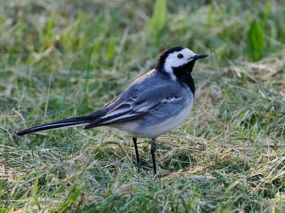 Pliszka siwa (Motacilla alba) szukająca owadów w trawie w ogrodzie Pliszka siwa (Motacilla alba) szukająca owadów w trawie w ogrodzie