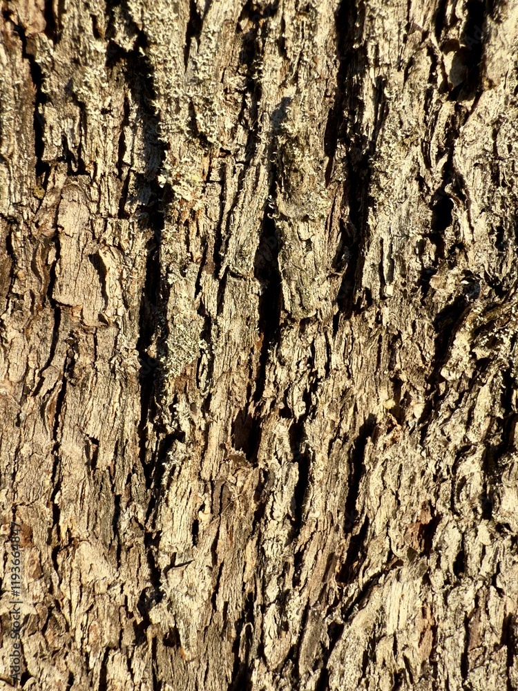 Obraz premium Textured Tree Bark in Bright Sunlight