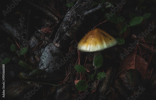 Photography Gloomy Naturde scenes from Dublin Ireland