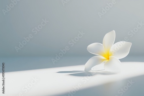 polished studio image of single frangipani flower resting delicately on pristine white surface its soft white petals