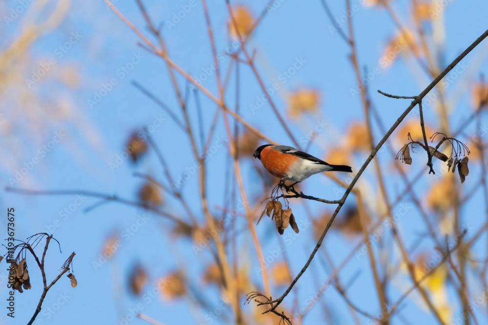 Red bird Eurasian bullfinch (Pyrrhula pyrrhula) Red bird Eurasian bullfinch (Pyrrhula pyrrhula)