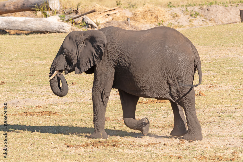 Fototapeta premium Large Elephant Wandering the Savannah
