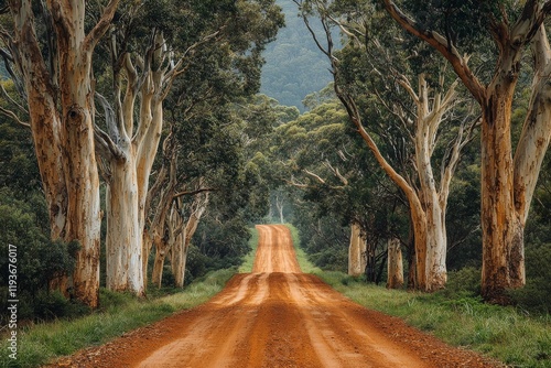 A path without pavement meanders through Lerderderg State Park in Victoria, Australia