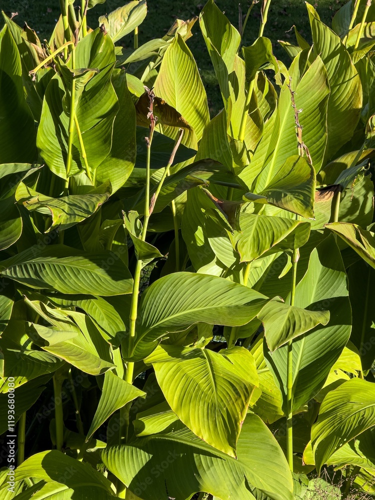 Canna lily (Canna hybrida Rodigas) leaves in garden , vertical