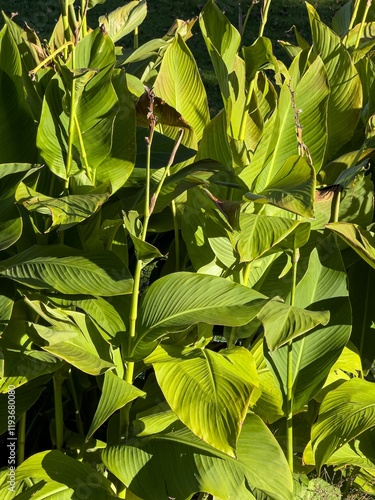 Obraz na płótnie Canna lily (Canna hybrida Rodigas) leaves in garden , vertical w salonie