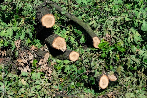 Obraz na płótnie Cut trees and branches in forest after strong wind w salonie