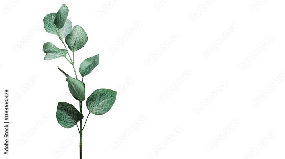 Obraz premium A fresh eucalyptus sprig, isolated on white background