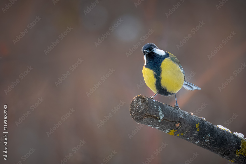 Fototapeta premium A male great tit sits on a branch toward the camera lens on a cloudy winter day with brown background. 