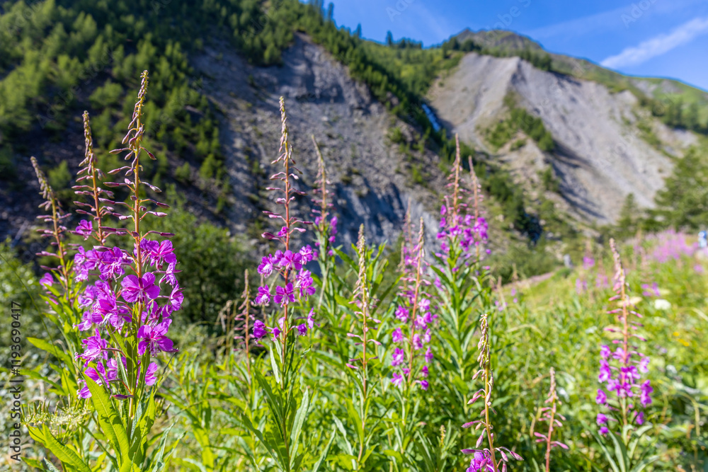 Obraz premium Colorful flowers in blossom in the wild nature on the mountain meadows and fields high in the Alps. Flowers of different shapes and color growing on the green grass in the alpine meadow in summer