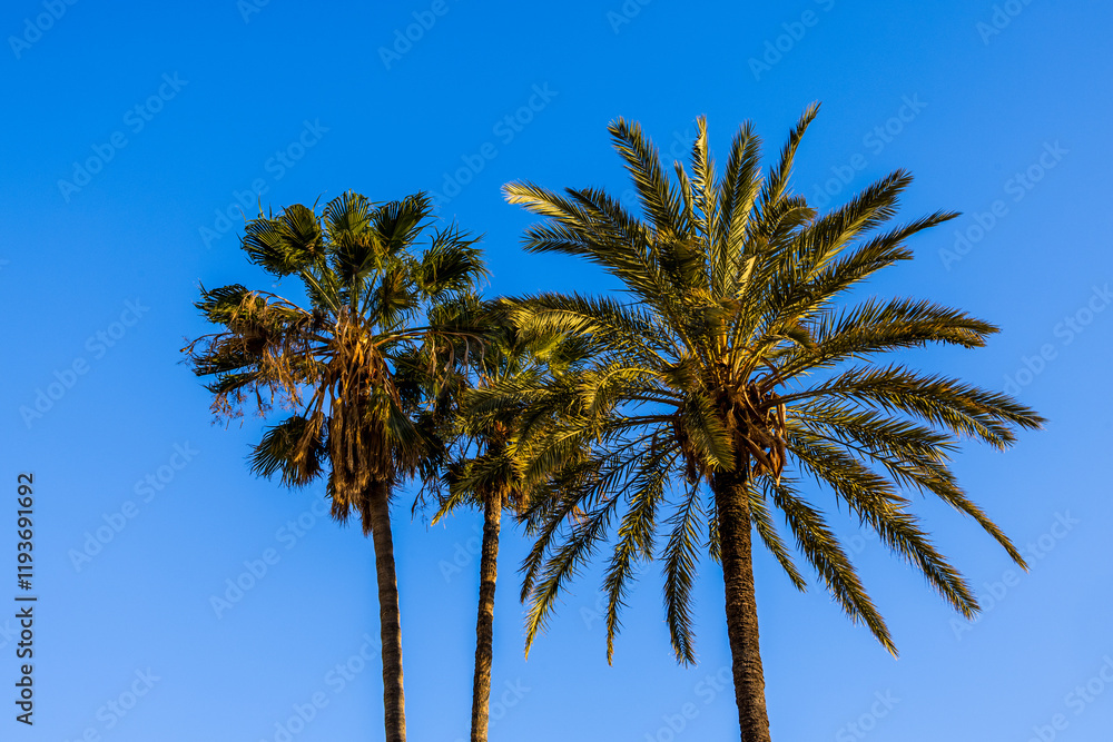 Naklejka premium Palmiers dattier dans les rues de Nice en France