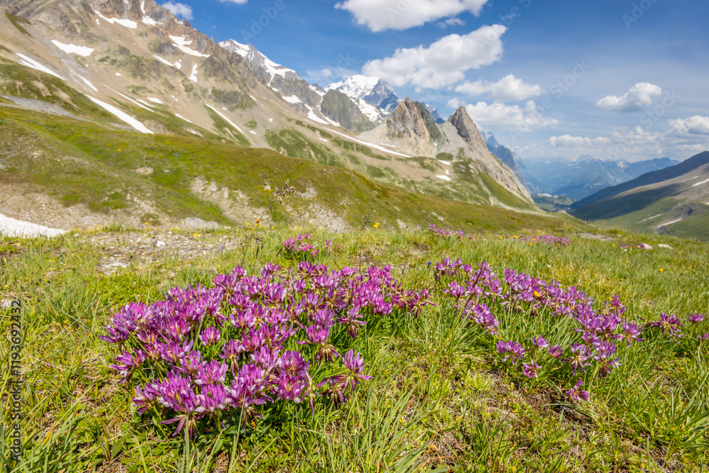 Fototapeta premium Colorful flowers in blossom in the wild nature on the mountain meadows and fields high in the Alps. Flowers of different shapes and color growing on the green grass in the alpine meadow in summer