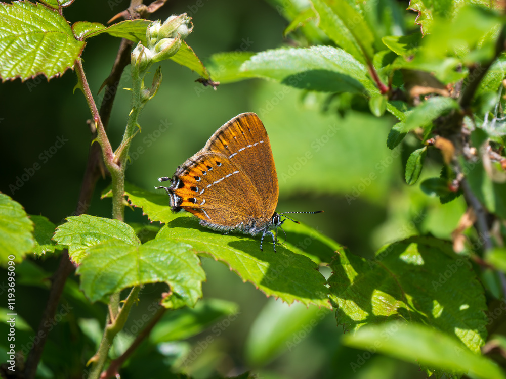 Obraz premium Black Hairstreak With Wings Closed