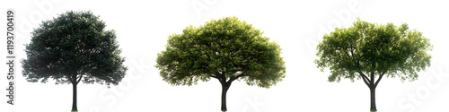 Collection of three trees isolated on transparent background