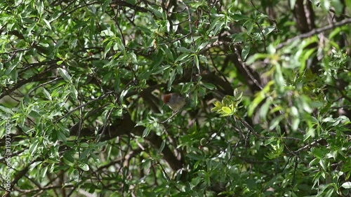 Cute bird feeding on insects among tree branches. Eurasian Blackcap