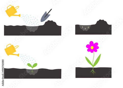 Growing plant stages: soil preparation, seed planting, watering, sprout germination, plant care
