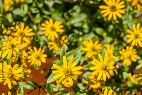 Colorful flowers in blossom in the wild nature on the mountain meadows and fields high in the Alps. Flowers of different shapes and color growing on the green grass in the alpine meadow in summer