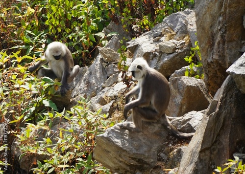 Langtang Valley, Nepal photo